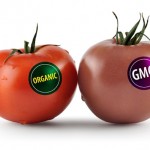 GMO_Tomato
