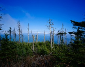 Trees Damaged from Acid Rain